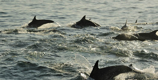 Southern Ocean - Day 6 & 7