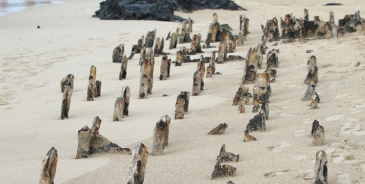 Arrival in Santa Cruz Island