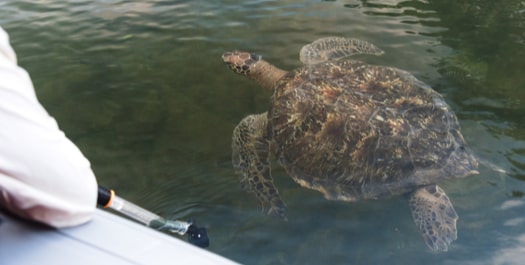 Black Turtle Cove & Departure