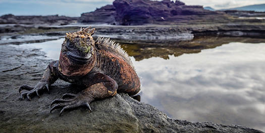 Saturday, Fernandina & Isabela Islands