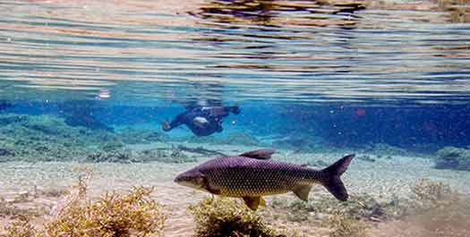 Rio de Prata Snorkelling & Buraco das Aras tour