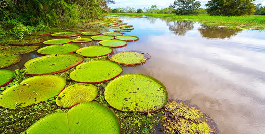 Depart Juma Amazon Lodge