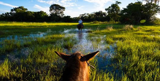 Pantanal day tour