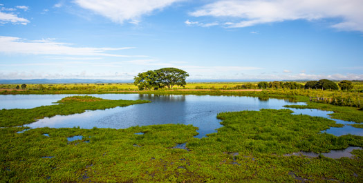 Arrival in the Pantanal