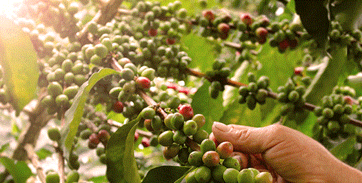 Coffee Process & Tasting Tour