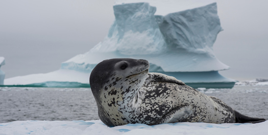 Weddell Sea - Days 4 to 10