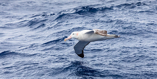 Drake Passage - Days 2 & 3