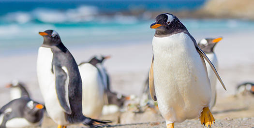 Falklands, Carcass Island, Saunders Island