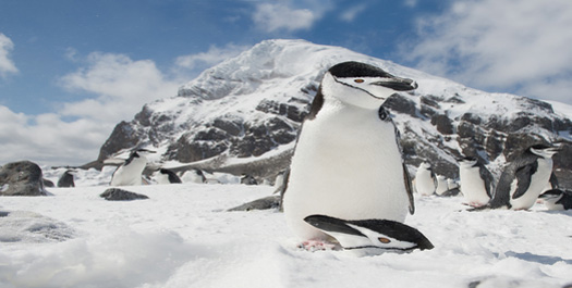 South Sandwich Islands