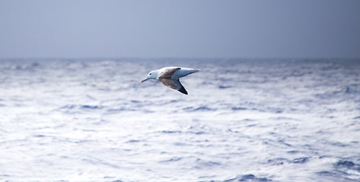 Drake Passage Crossing