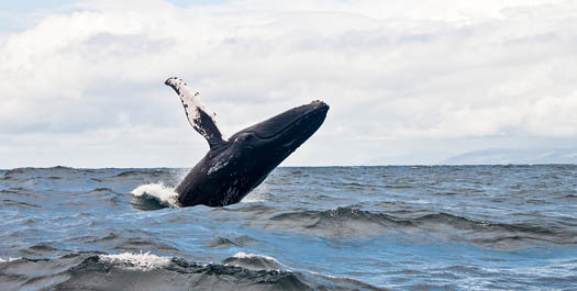 Return through the Drake Passage - Day 11 & 12