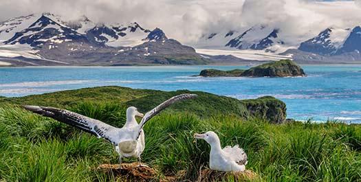 South Georgia/Scotia Sea