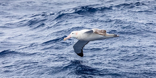 At Sea towards South Georgia