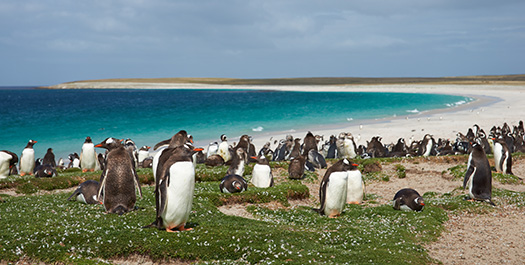 Falkland Islands - Day 19 to 21