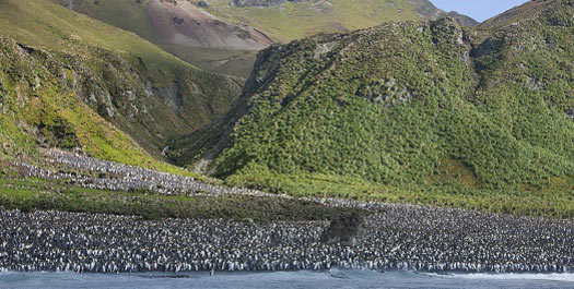 Macquarie Island (Day 8 & 9)