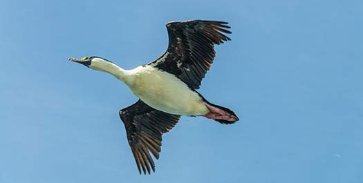 South Georgia - At Sea