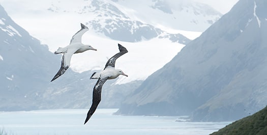 At Sea/Falkland Islands