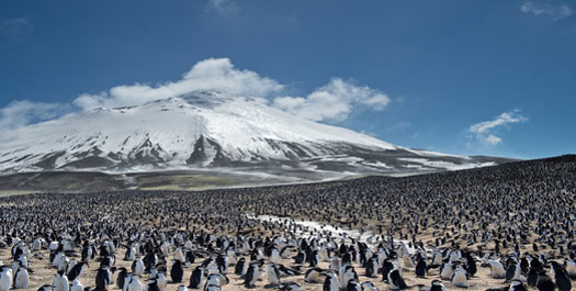 South Sandwich Islands - Day 12 & 13