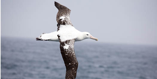 Southern Ocean - Day 9 & 10