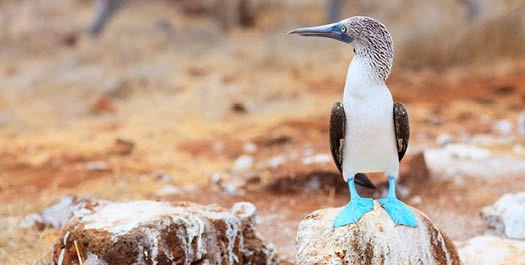 North Seymour Island and Departure