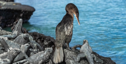 Cormorant Point and Cerro Alieri