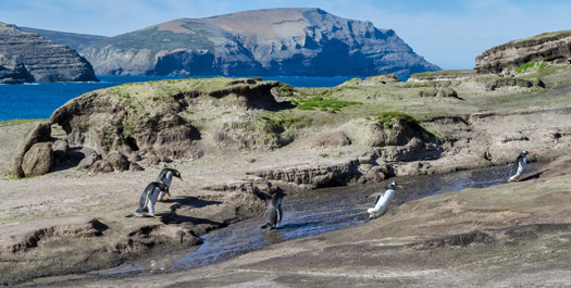 Grave Cove & New Island