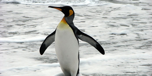 French Southern and Antarctic Lands