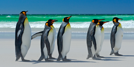 Falkland Islands - Volunteer Point & Port Stanley