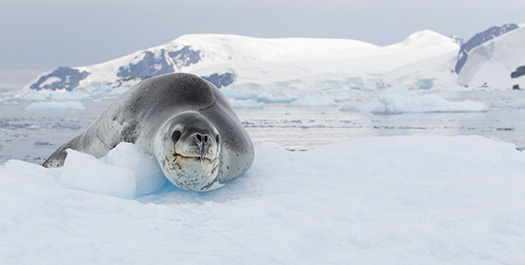 Crossing the Antarctic Circle & The Gullet