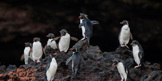 Sandy Bay, Macquarie Island