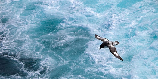 At Sea - Crossing the Drake Passage