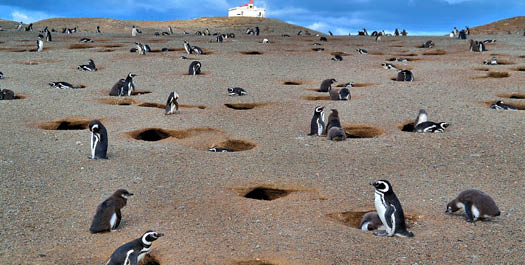 Magdalena Island - Punta Arenas