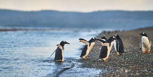 Cruising The Chilean Fjords