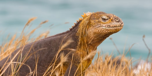 Fly to Galapagos Islands