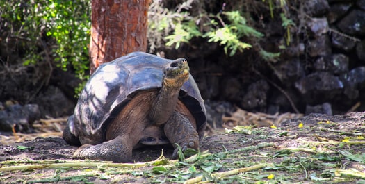 Fly to the Galapagos - Santa Cruz Highlands