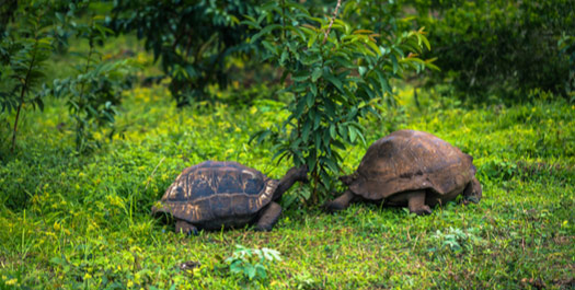 Turtles Trail - Disembark the Seaman Journey