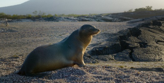 Fernandina Island / Isabela Island