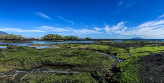 Fernandina Island