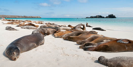 Espanola Island | Seaman Journey