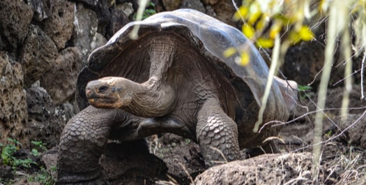 Land Tortoise Breeding Centre & Departure