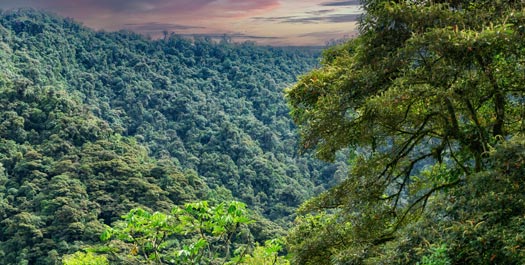 Mindo Cloud Forest