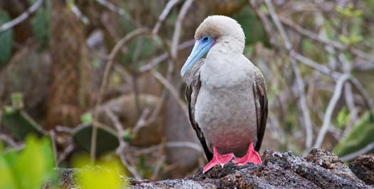 Genovesa Island: El Barranco & Darwin Bay