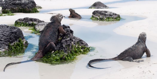 Fly to the Galapagos - Santa Cruz Island