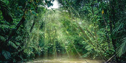 Tortuguero tours