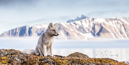 Barentsøya visit and walk across the tundra