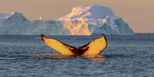 Sea Life Under Northern Lights