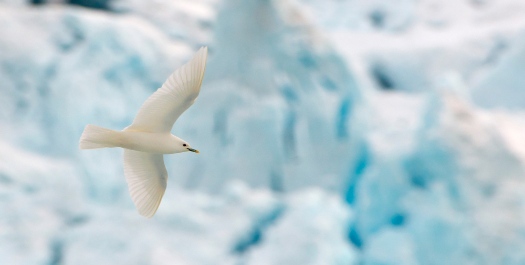 West Spitsbergen