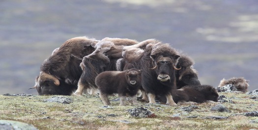 Sights of Arctic Autumn