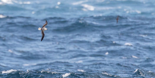 Crossing the Davis Strait