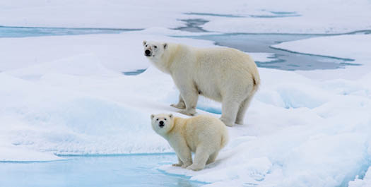 Exploring Spitsbergen - Days 3 to 6